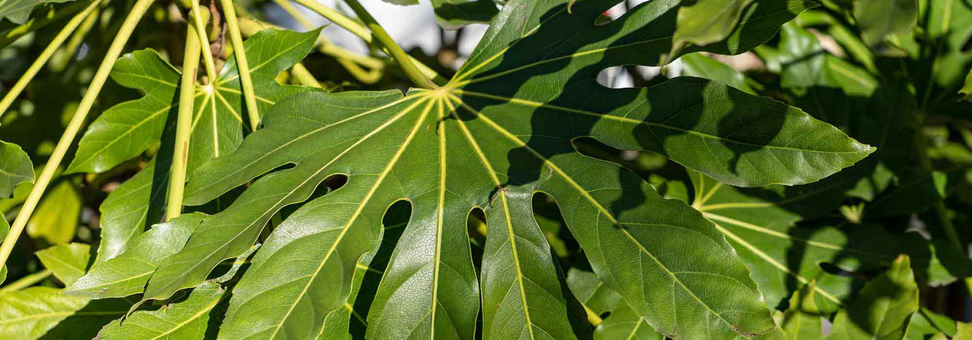 Fatsia del Giappone, Falsa Aralia: piantagione, coltivazione, cura.