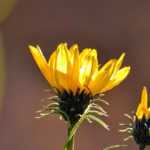 Grindelia: Piantagione, coltivazione, cura