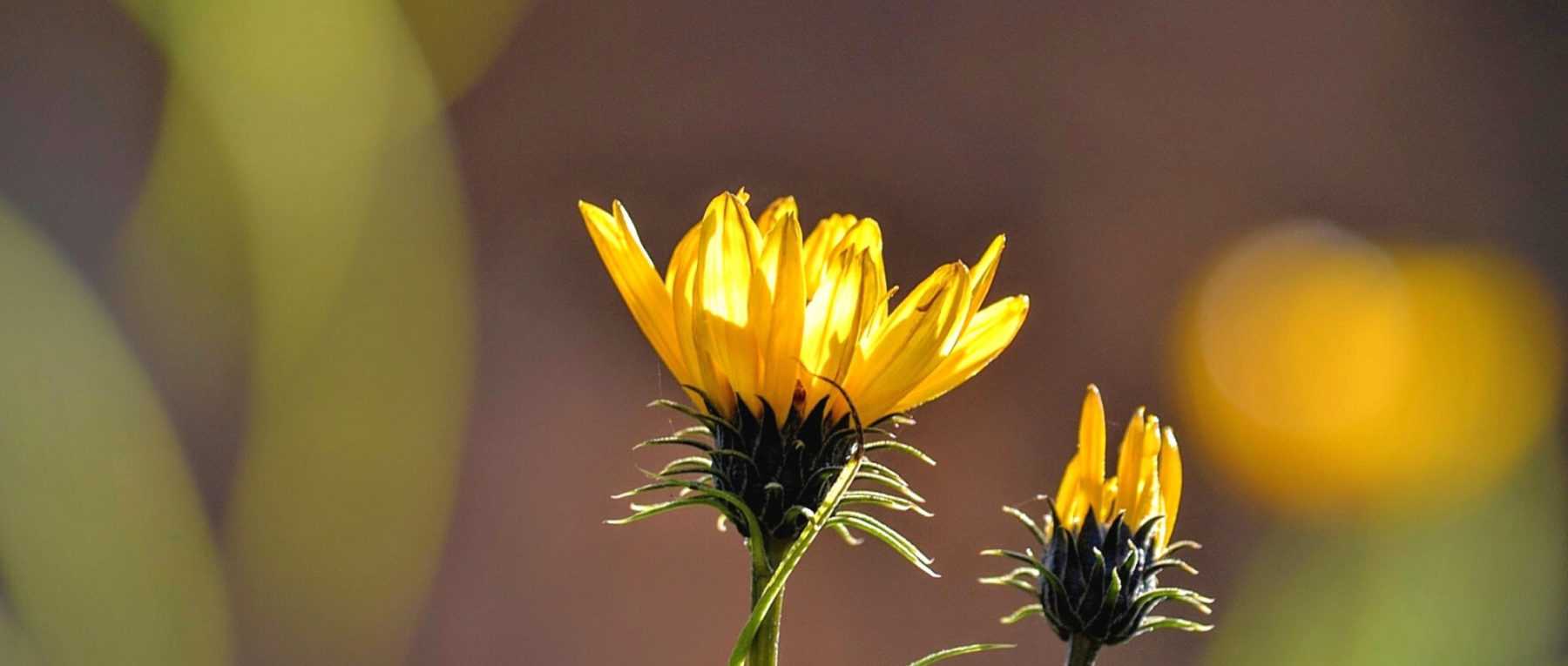 Grindelia: Piantagione, coltivazione, cura