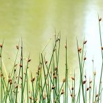 Scirpus: Piantare, coltivare e curare