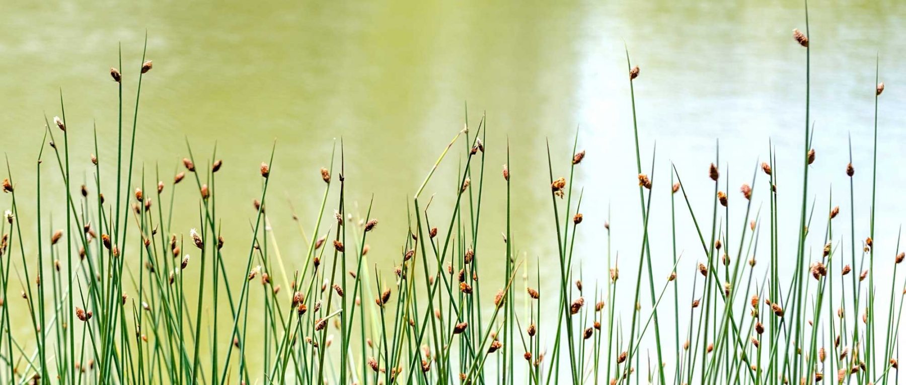 Scirpus: Piantare, coltivare e curare