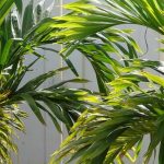 Veitchia (Adonidia): piantagione, coltivazione, cura
