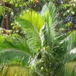 Archontophoenix: piantare, coltivare e curare