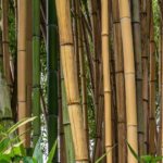 Bambusa - Bambù: piantare e coltivare