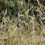 Bouteloua, boutelou: piantagione, coltivazione, cura