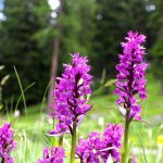 Dactylorhiza: piantagione, coltivazione e cura
