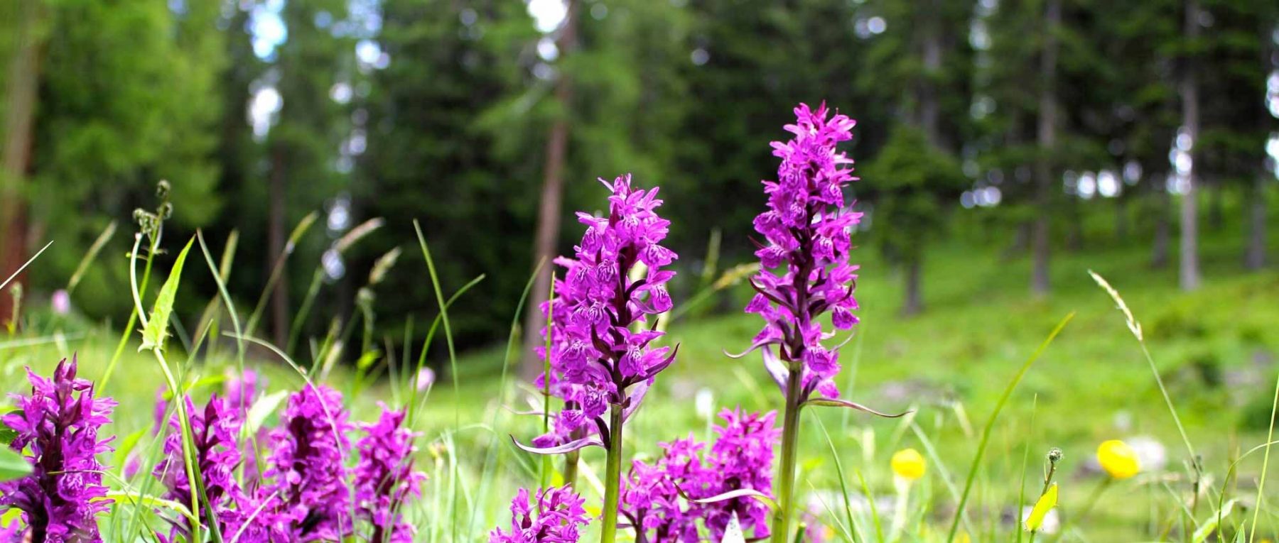 Dactylorhiza: piantagione, coltivazione e cura