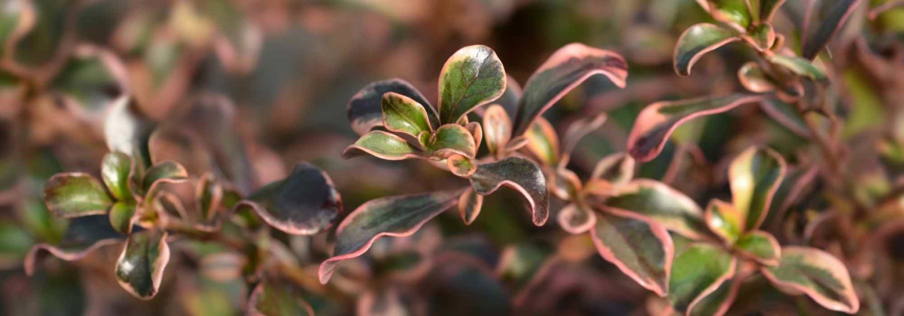 Coprosma, Pianta-specchio: piantagione, coltivazione