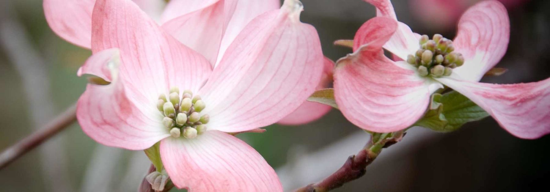 **Cornus florida - Corniolo americano: come scegliere, piantare e curare**