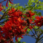 Erythrina, albero corallo: piantagione, cura
