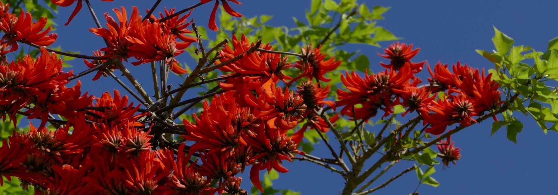 Erythrina, albero corallo: piantagione, cura