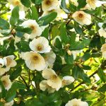 Eucryphia: piantare, coltivare e curare