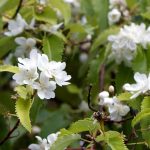 Hoheria: piantare, coltivare e curare