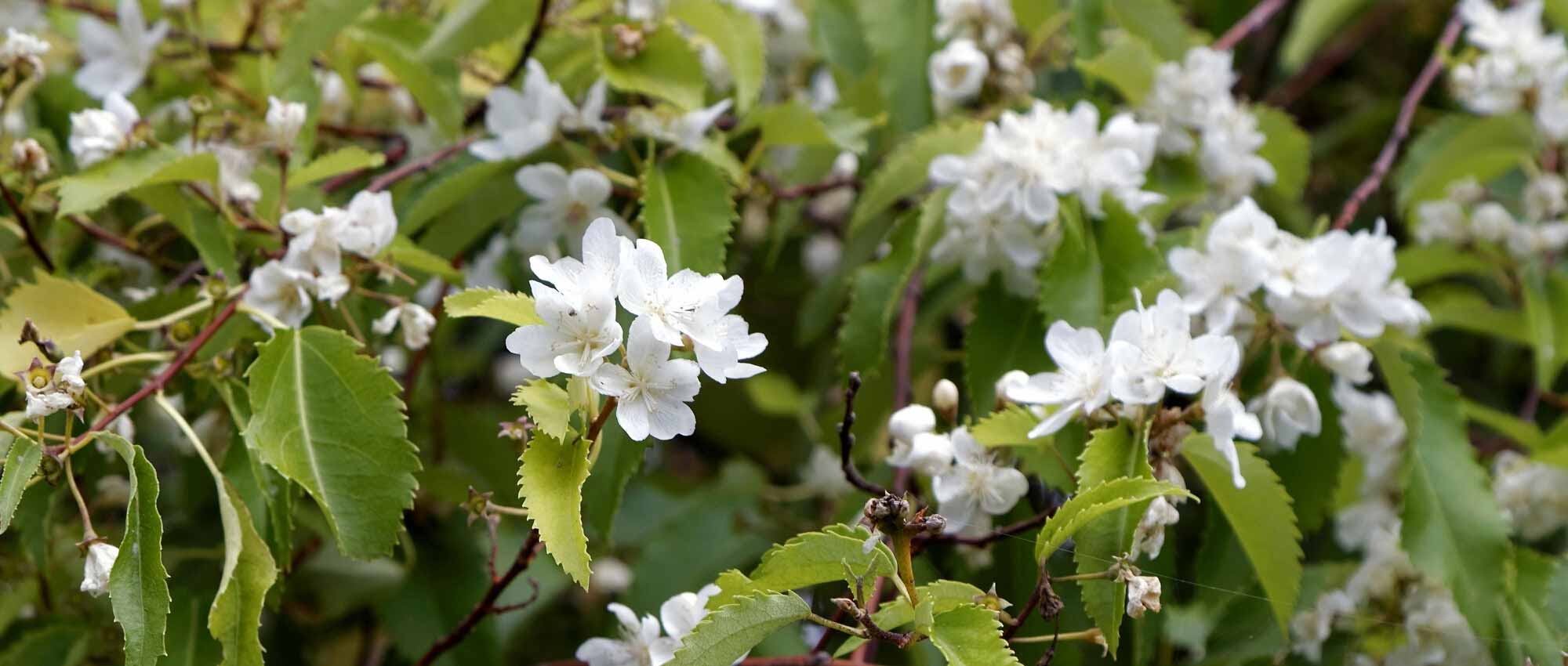 **Hoheria : piantare, coltivare e curare**
L'Hoheria è un arbusto o piccolo albero originario della Nuova Zelanda, apprezzato per la sua fioritura abbondante e il fogliame decorativo. Ecco una guida completa per piantare, coltivare e prenderti cura di questa pianta nel tuo giardino.
### **Piantare l'Hoheria**
1. **Scelta del luogo**: Preferisce una posizione soleggiata o parzialmente ombreggiata, al riparo dai venti freddi.
2. **Terreno**: Opta per un terreno ben drenato, fertile e leggermente acido.
3. **Piantagione**: Scava una buca larga il doppio della zolla, aggiungi del compost e posiziona la pianta. Riempila e annaffia abbondantemente.
### **Coltivazione**
- **Annaffiatura**: Mantieni il terreno umido, soprattutto nei periodi di siccità.
- **Concimazione**: Applica un fertilizzante bilanciato in primavera per favorire la crescita e la fioritura.
- **Potatura**: Potare dopo la fioritura per mantenere la forma e rimuovere i rami morti o danneggiati.
### **Cura**
- **Protezione invernale**: Nelle regioni più fredde, proteggi la base della pianta con una pacciamatura.
- **Parassiti e malattie**: Controlla afidi e cocciniglie, e tratta con prodotti naturali se necessario.
L'Hoheria è una pianta resistente e di facile manutenzione, perfetta per aggiungere un tocco esotico al tuo giardino!
