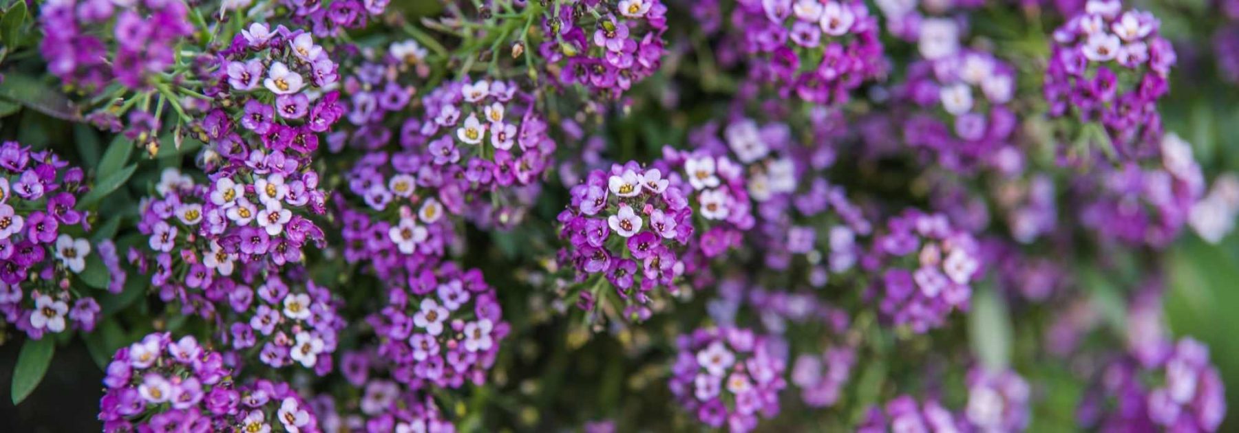 Lobularia - Alisso odoroso: semina, piantagione e coltivazione