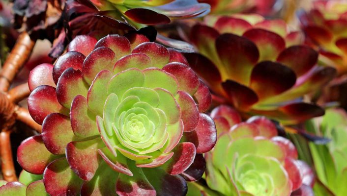 Aeonium: piantagione, coltivazione e cura