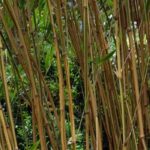 Semiarundinaria - Bambù nobile: piantare e coltivare