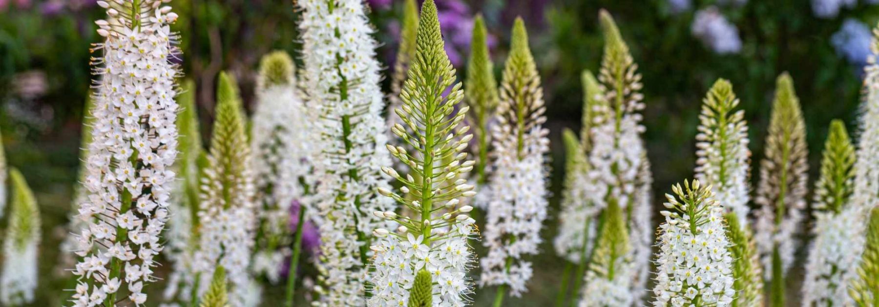 Eremurus - Candela del deserto: piantare e coltivare