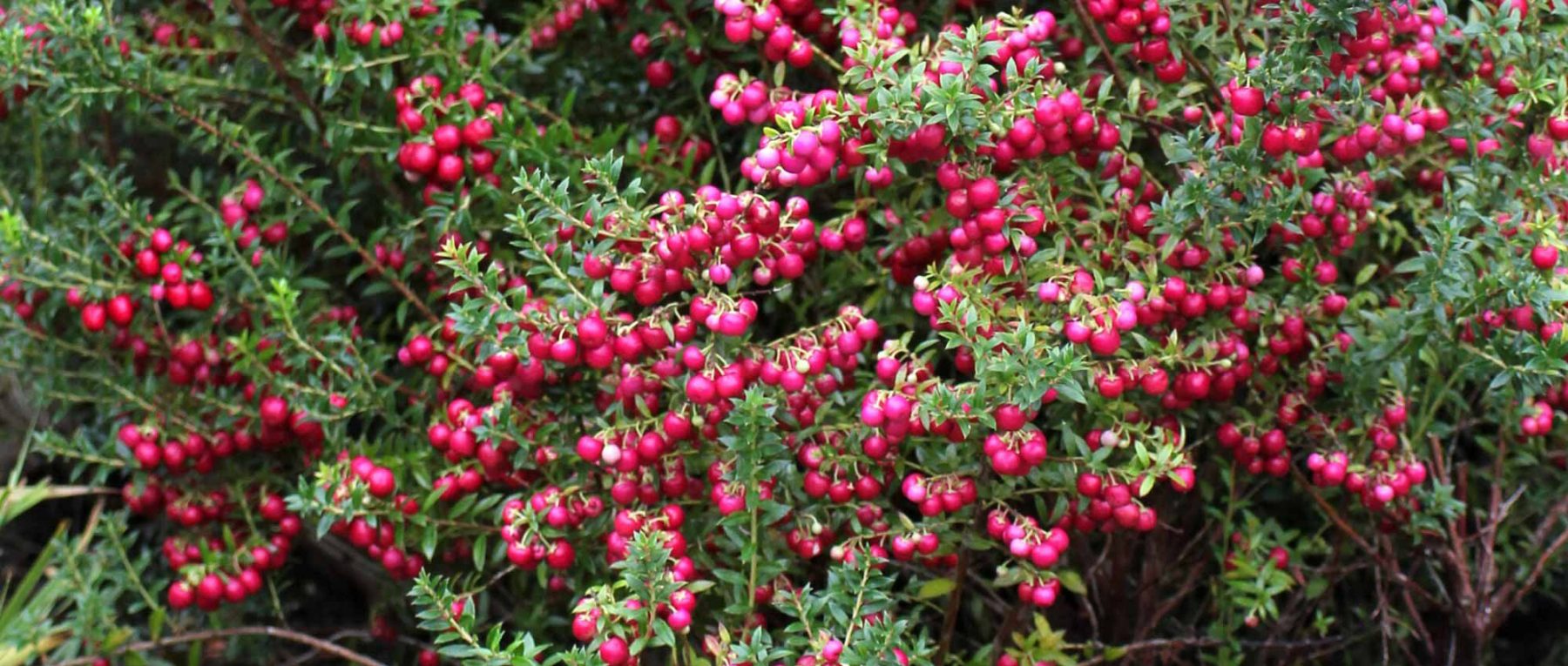 Gaultheria: piantare, coltivare e curare