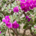 Leucophyllum: piantare, coltivare e curare