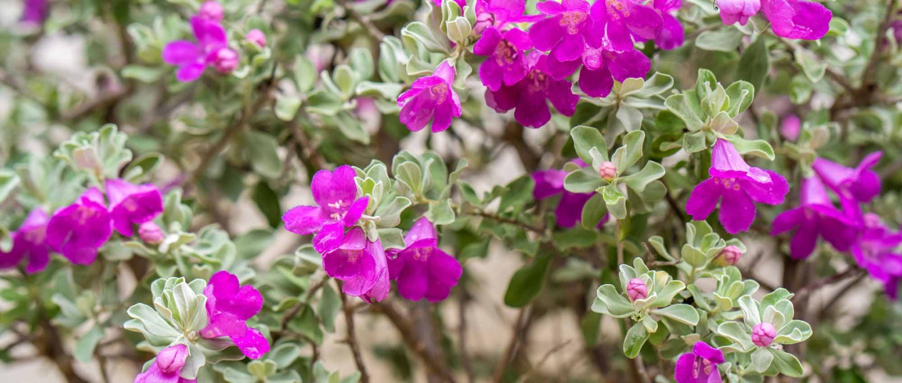Leucophyllum: piantare, coltivare e curare