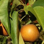 Nashi o Pero giapponese: piantare, raccogliere