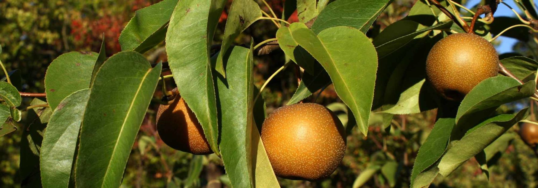 Nashi o Pero giapponese: piantare, raccogliere