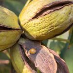 Pecan, noce pecan: piantare, coltivare