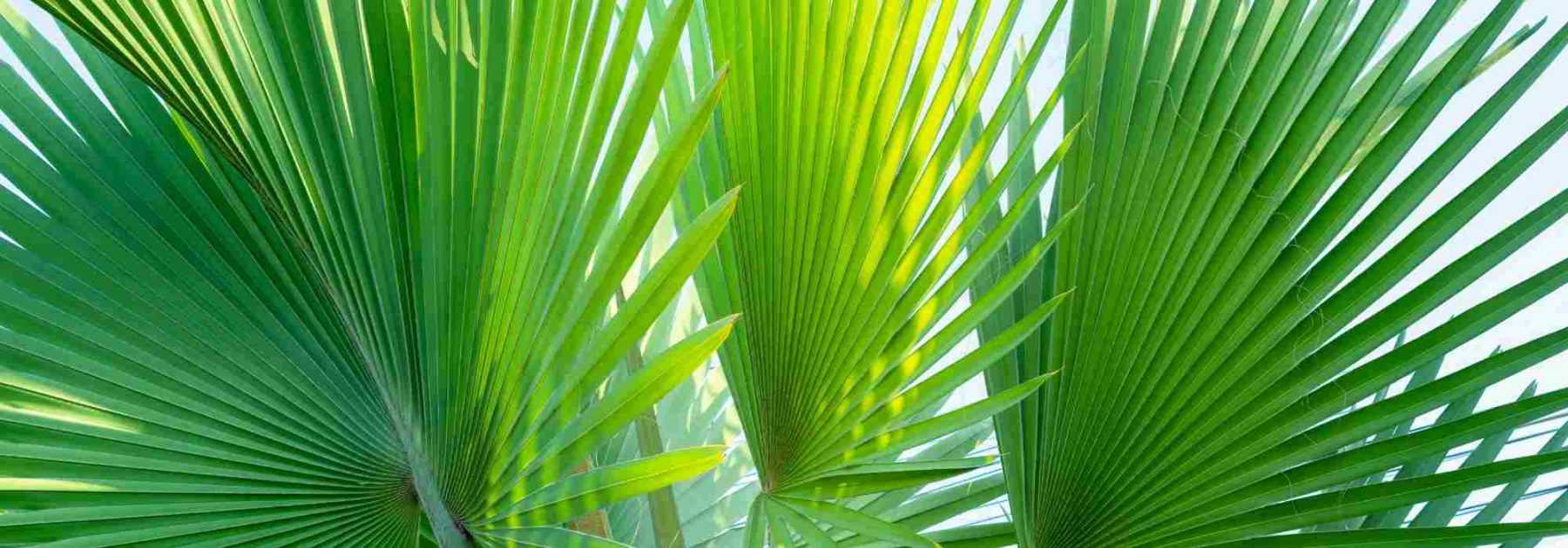 Pritchardia - Palma a ventaglio: piantare e coltivare