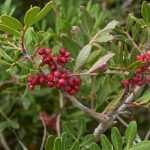 Pistacchio, pistacia: piantagione, cura

Il pistacchio (Pistacia) è un albero affascinante che offre non solo deliziosi frutti ma anche un fogliame ornamentale e una resistenza eccezionale. Originario delle regioni aride, questo albero rustico si adatta perfettamente ai nostri climi mediterranei.

<h2>Caratteristiche del pistacchio</h2>
<ul>
<li><strong>Famiglia</strong>: Anacardiaceae</li>
<li><strong>Origine</strong>: Medio Oriente</li>
<li><strong>Portamento</strong>: Albero o arbusto</li>
<li><strong>Altezza</strong>: Fino a 10 metri</li>
<li><strong>Foglie</strong>: Decidue, pennate, verde brillante</li>
<li><strong>Fiori</strong>: Infiorescenze a grappolo (aprile-maggio)</li>
<li><strong>Frutto</strong>: Drupa ovale (pistacchio)</li>
</ul>

<h2>Piantagione del pistacchio</h2>
<p>Per una crescita ottimale:</p>
<ol>
<li><strong>Periodo ideale</strong>: Autunno o primavera</li>
<li><strong>Esposizione</strong>: Pieno sole</li>
<li><strong>Terreno</strong>: Ben drenato, anche povero e calcareo</li>
<li><strong>Distanza</strong>: 6-8 metri tra gli alberi</li>
</ol>

<h2>Cura e manutenzione</h2>
<p>Il pistacchio richiede poche cure:</p>
<ul>
<li><strong>Irrigazione</strong>: Moderata, resiste bene alla siccità</li>
<li><strong>Potatura</strong>: Leggera, per mantenere la forma</li>
<li><strong>Concimazione</strong>: Non necessaria in terreni fertili</li>
<li><strong>Parassiti</strong>: Resistente, occasionalmente afidi</li>
</ul>

<h2>Varietà interessanti</h2>
<p>Oltre al classico <em>Pistacia vera</em> (pistacchio commestibile), considerate:</p>
<ul>
<li><em>Pistacia lentiscus</em> (lentisco) - perfetto per siepi</li>
<li><em>Pistacia terebinthus</em> - fogliame autunnale spettacolare</li>
<li><em>Pistacia chinensis</em> - resistente al freddo (-15°C)</li>
</ul>

Con la sua resistenza e il suo fascino mediterraneo, il pistacchio è una scelta eccellente per giardini secchi e paesaggi naturali. La sua crescita lenta richiede pazienza, ma i risultati valgono l'attesa!