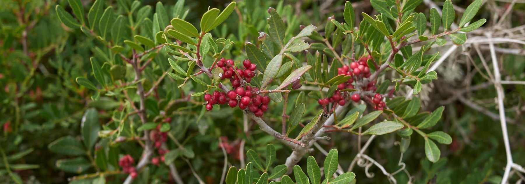 Pistacchio, pistacia: piantagione, cura
Il pistacchio (Pistacia) è un albero affascinante che offre non solo deliziosi frutti ma anche un fogliame ornamentale e una resistenza eccezionale. Originario delle regioni aride, questo albero rustico si adatta perfettamente ai nostri climi mediterranei.
<h2>Caratteristiche del pistacchio</h2>
<ul>
<li><strong>Famiglia</strong>: Anacardiaceae</li>
<li><strong>Origine</strong>: Medio Oriente</li>
<li><strong>Portamento</strong>: Albero o arbusto</li>
<li><strong>Altezza</strong>: Fino a 10 metri</li>
<li><strong>Foglie</strong>: Decidue, pennate, verde brillante</li>
<li><strong>Fiori</strong>: Infiorescenze a grappolo (aprile-maggio)</li>
<li><strong>Frutto</strong>: Drupa ovale (pistacchio)</li>
</ul>
<h2>Piantagione del pistacchio</h2>
<p>Per una crescita ottimale:</p>
<ol>
<li><strong>Periodo ideale</strong>: Autunno o primavera</li>
<li><strong>Esposizione</strong>: Pieno sole</li>
<li><strong>Terreno</strong>: Ben drenato, anche povero e calcareo</li>
<li><strong>Distanza</strong>: 6-8 metri tra gli alberi</li>
</ol>
<h2>Cura e manutenzione</h2>
<p>Il pistacchio richiede poche cure:</p>
<ul>
<li><strong>Irrigazione</strong>: Moderata, resiste bene alla siccità</li>
<li><strong>Potatura</strong>: Leggera, per mantenere la forma</li>
<li><strong>Concimazione</strong>: Non necessaria in terreni fertili</li>
<li><strong>Parassiti</strong>: Resistente, occasionalmente afidi</li>
</ul>
<h2>Varietà interessanti</h2>
<p>Oltre al classico <em>Pistacia vera</em> (pistacchio commestibile), considerate:</p>
<ul>
<li><em>Pistacia lentiscus</em> (lentisco) - perfetto per siepi</li>
<li><em>Pistacia terebinthus</em> - fogliame autunnale spettacolare</li>
<li><em>Pistacia chinensis</em> - resistente al freddo (-15°C)</li>
</ul>
Con la sua resistenza e il suo fascino mediterraneo, il pistacchio è una scelta eccellente per giardini secchi e paesaggi naturali. La sua crescita lenta richiede pazienza, ma i risultati valgono l'attesa!