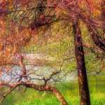 Taxodium: piantagione, coltivazione, cura