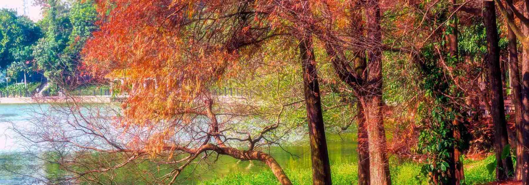 Taxodium: piantagione, coltivazione, cura
