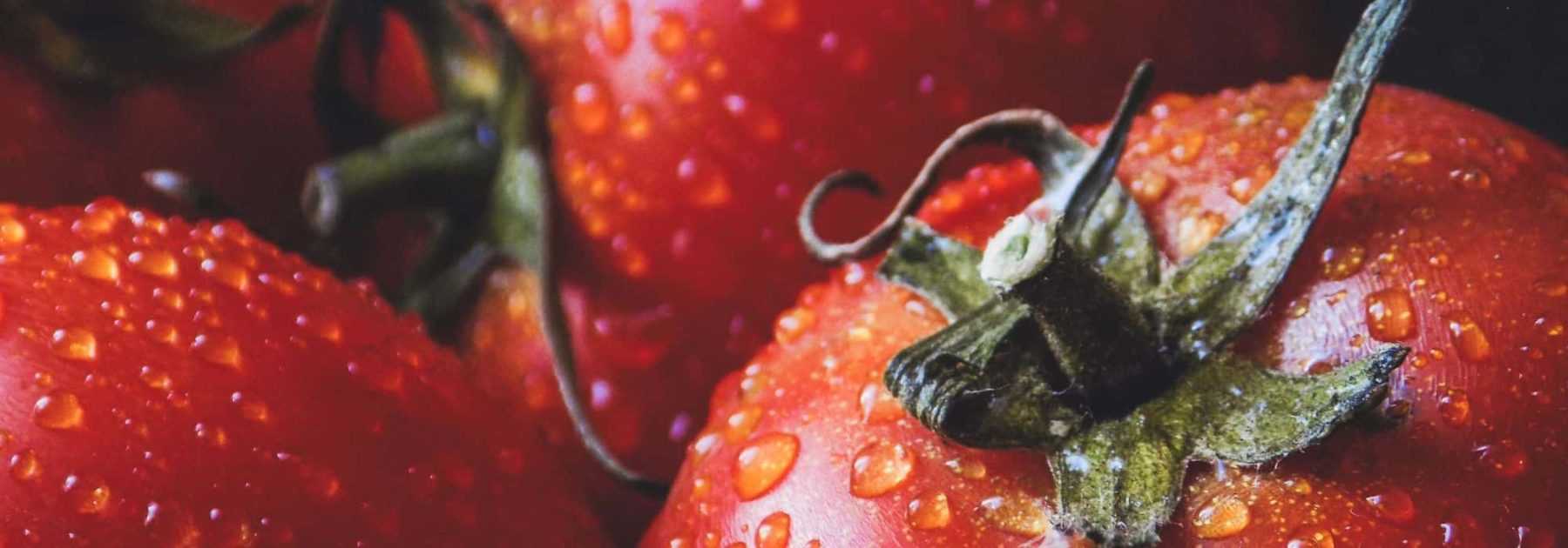 Pomodori: semina, piantagione, cura e raccolta