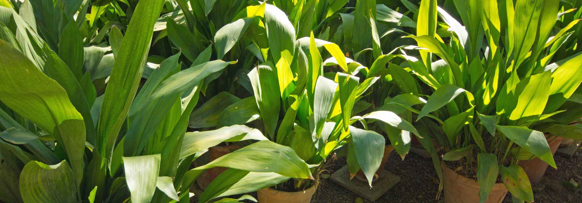 Aspidistra: coltivazione e cura