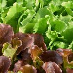 Lattuga: semina, cura e raccolta