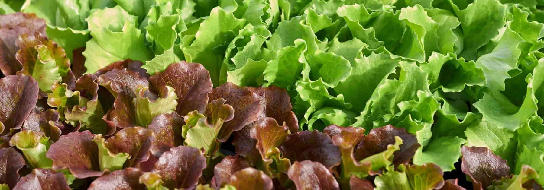 Lattuga: semina, cura e raccolta