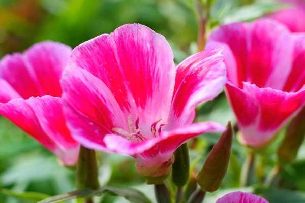 Come seminare il clarkia?