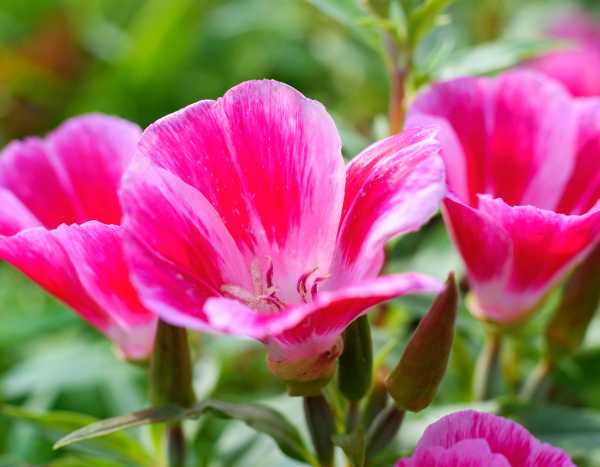 Come seminare il clarkia?