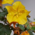 Fremontodendron: piantagione, potatura e cura