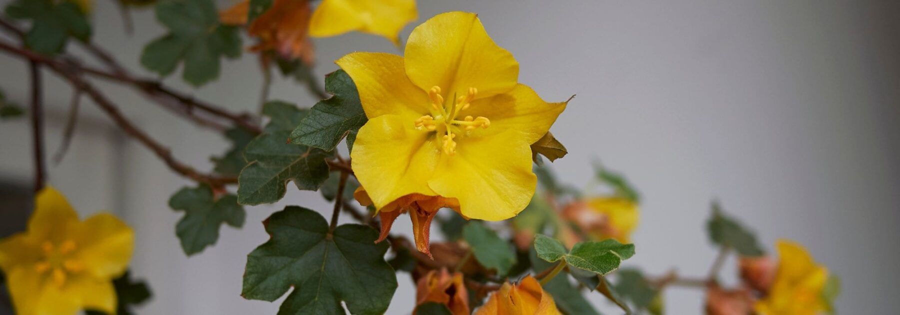 Fremontodendron: piantagione, potatura e cura