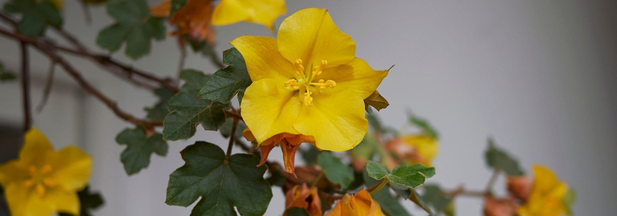 **Fremontodendron : piantagione, potatura e cura**
Il *Fremontodendron* è una pianta affascinante, apprezzata per la sua fioritura abbondante e il fogliame decorativo. Originario del Nord America, questo arbusto o piccolo albero è perfetto per giardini mediterranei grazie alla sua resistenza alla siccità. Scopri come piantarlo, potarlo e prendertene cura per godere al meglio della sua bellezza.
### **Piantagione del Fremontodendron**
1. **Scelta del luogo**:
- Predilige posizioni soleggiate e riparate dai venti freddi.
- Il terreno deve essere ben drenato, preferibilmente sabbioso o ghiaioso.
2. **Periodo di piantagione**:
- L'ideale è piantarlo in primavera o in autunno, evitando i periodi di gelo.
3. **Come piantare**:
- Scava una buca larga e profonda il doppio della zolla.
- Aggiungi della sabbia o ghiaia per migliorare il drenaggio.
- Posiziona la pianta e riempi con terra mista a compost.
- Annaffia abbondantemente dopo la piantagione.
### **Potatura del Fremontodendron**
1. **Quando potare**:
- La potatura si effettua dopo la fioritura, generalmente in tarda primavera o inizio estate.
2. **Come potare**:
- Elimina i rami morti o danneggiati.
- Riduci la lunghezza dei rami troppo lunghi per mantenere una forma armoniosa.
- Evita potature troppo drastiche, poiché la pianta fiorisce sul legno dell'anno precedente.
### **Cura del Fremontodendron**
1. **Annaffiatura**:
- Resistente alla siccità, richiede annaffiature moderate solo nei primi anni o durante periodi di siccità prolungata.
2. **Concimazione**:
- In primavera, applica un concime organico o a lento rilascio per favorire la crescita e la fioritura.
3. **Protezione invernale**:
- Nelle regioni con inverni rigidi, proteggi la base della pianta con una pacciamatura.
4. **Malattie e parassiti**:
- Generalmente resistente, ma può essere soggetto a marciumi radicali in terreni troppo umidi.
Con queste semplici cure, il tuo *Fremontodendron* regalerà al tuo giardino fioriture spettacolari e un tocco esotico!