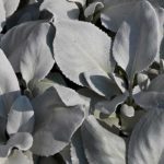 Senecio: piantagione e cura

Il Senecio è un genere di piante succulente molto apprezzato per la sua facilità di coltivazione e le forme decorative. Ecco alcuni consigli per prendertene cura al meglio:

<strong>Piantagione</strong>
- Scegli una posizione luminosa, con luce solare diretta o indiretta
- Utilizza un terreno ben drenante, specifico per piante grasse
- In vaso, assicurati che ci siano fori di drenaggio adeguati

<strong>Cura</strong>
- Annaffiature moderate: lascia asciugare il terreno tra un'annaffiatura e l'altra
- Concimazione leggera durante la stagione vegetativa
- Proteggi dalle temperature inferiori a 5°C
- Rinvaso ogni 2-3 anni per piante in vaso

Con poche attenzioni, il tuo Senecio prospererà regalandoti la sua bellezza tutto l'anno!