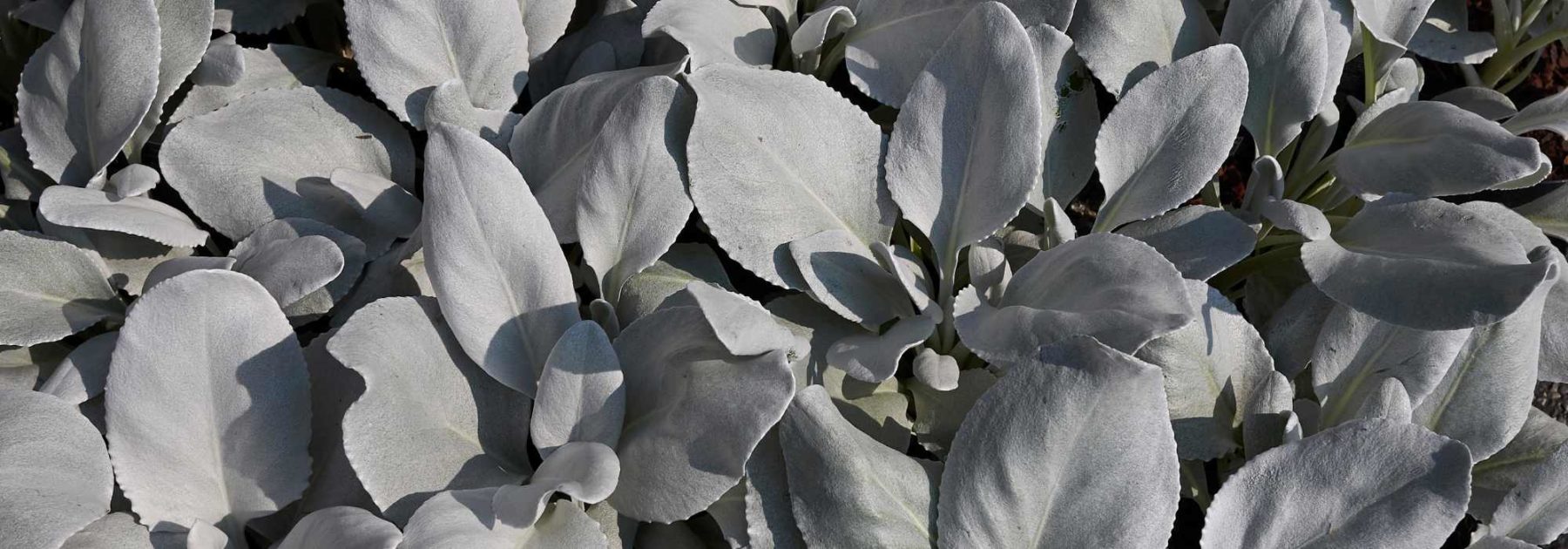 Senecio: piantagione e cura
Il Senecio è un genere di piante succulente molto apprezzato per la sua facilità di coltivazione e le forme decorative. Ecco alcuni consigli per prendertene cura al meglio:
<strong>Piantagione</strong>
- Scegli una posizione luminosa, con luce solare diretta o indiretta
- Utilizza un terreno ben drenante, specifico per piante grasse
- In vaso, assicurati che ci siano fori di drenaggio adeguati
<strong>Cura</strong>
- Annaffiature moderate: lascia asciugare il terreno tra un'annaffiatura e l'altra
- Concimazione leggera durante la stagione vegetativa
- Proteggi dalle temperature inferiori a 5°C
- Rinvaso ogni 2-3 anni per piante in vaso
Con poche attenzioni, il tuo Senecio prospererà regalandoti la sua bellezza tutto l'anno!