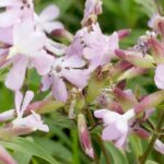 Saponaria: piantare, coltivare e curare