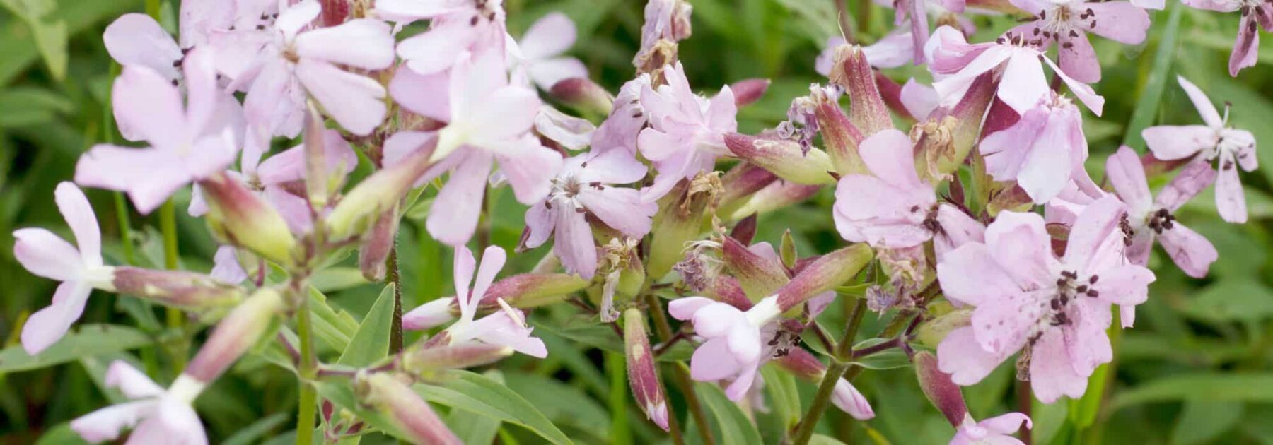 Saponaria: piantare, coltivare e curare