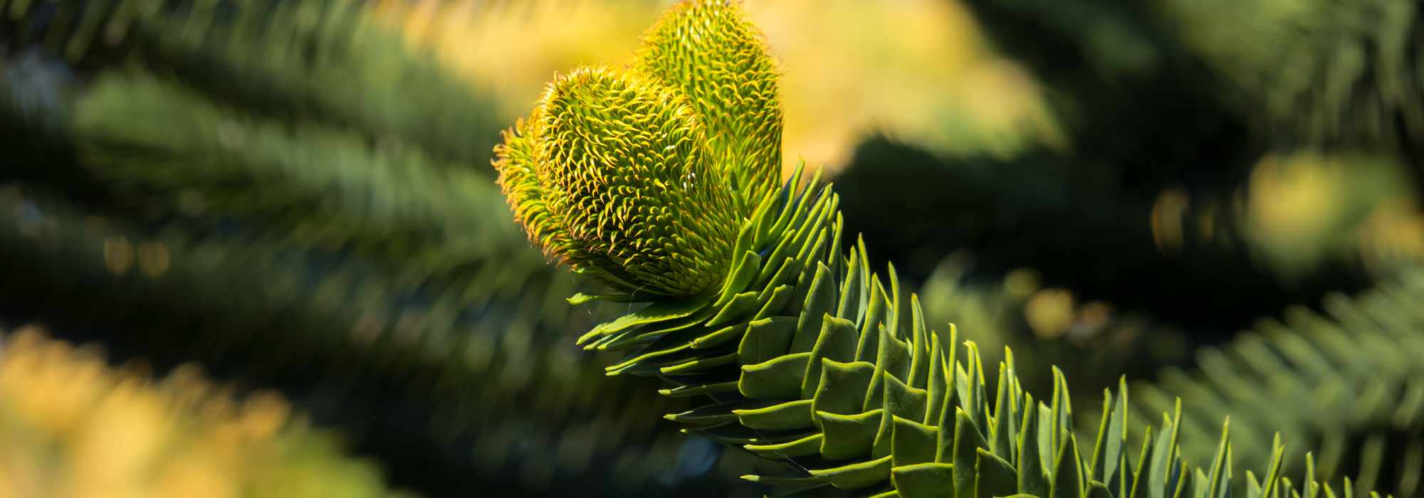 Araucaria - Disperazione delle scimmie: piantare e curare