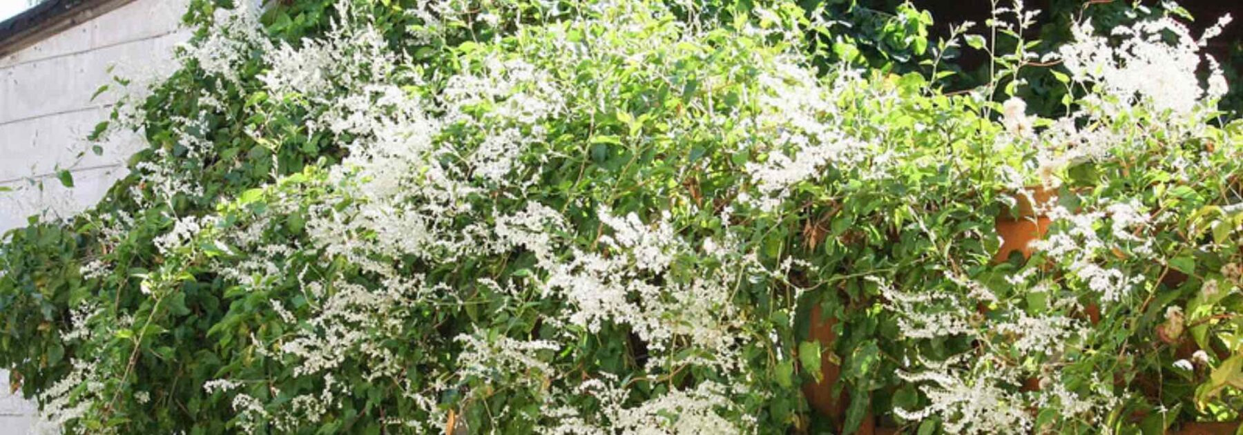 Fallopia, Poligono del Giappone: piantagione, coltivazione, cura