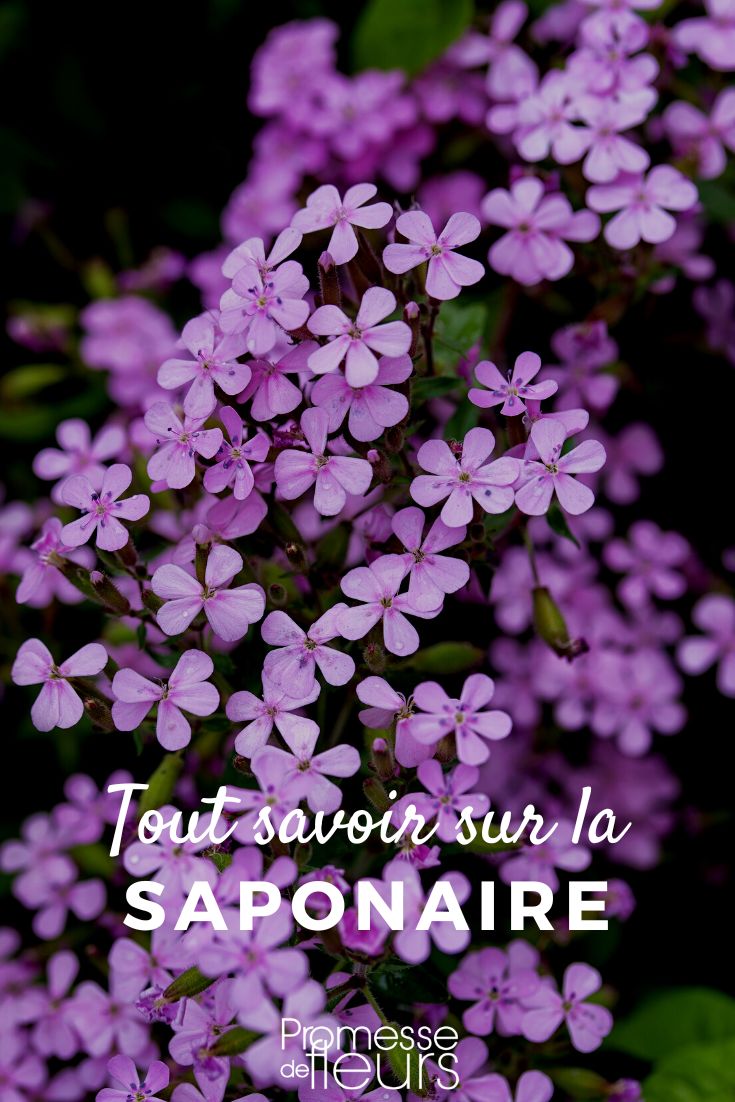 Pinterest - Schede piante Tutto quello che c'è da sapere (1)