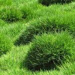 Lo Zoysia tenuifolia o prato delle Mascarene: piantagione, coltivazione e cura